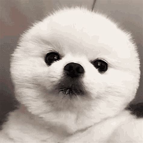 cute dogs gif